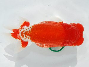 第63回日らん 東小結 篠 孝利 東京 第63回日らん 東小結 篠 孝利 東京