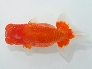 第63回日らん 西小結 吉村友良 静岡 第63回日らん 西小結 吉村友良 静岡