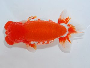 第63回日らん 東大関 稲村俊明 東京 第63回日らん 東大関 稲村俊明 東京