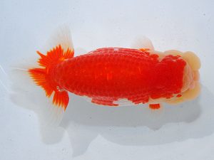 第63回日らん 勧進元一 川口敦司 愛知 第63回日らん 勧進元一 川口敦司 愛知