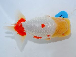 第63回日らん 勧進元二 齋藤一成 東京 第63回日らん 勧進元二 齋藤一成 東京