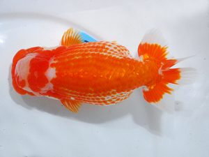 第63回日らん 行司一 武田悦男 広島 第63回日らん 行司一 武田悦男 広島