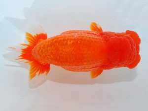 第63回日らん 行司二 大野宏児 愛媛 第63回日らん 行司二 大野宏児 愛媛