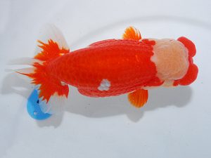 第63回日らん 行司三 川口敦司 愛知 第63回日らん 行司三 川口敦司 愛知