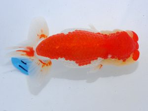 第63回日らん 脇行司一 宮本富生 徳島 第63回日らん 脇行司一 宮本富生 徳島