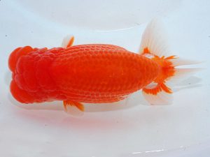 第63回日らん 脇行司二 林 万貴 三重 第63回日らん 脇行司二 林 万貴 三重