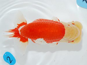 第63回日らん 西大関 大久保義彰 千葉 第63回日らん 西大関 大久保義彰 千葉