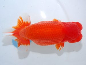 第63回日らん 立行司 野口 弘 愛知 第63回日らん 立行司 野口 弘 愛知