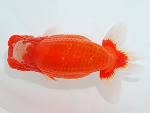 第63回日らん 取締一 稲村俊明 東京 第63回日らん 取締一 稲村俊明 東京