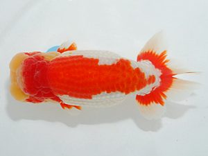 第63回日らん 取締二 野田善洋 佐賀 第63回日らん 取締二 野田善洋 佐賀