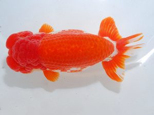 第63回日らん 東関脇 沢田光孝 愛知 第63回日らん 東関脇 沢田光孝 愛知