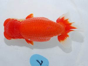 第63回日らん 西関脇 森岡淳也 三重 第63回日らん 西関脇 森岡淳也 三重