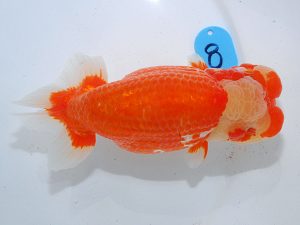 第63回日らん 東小結 中村優作 愛媛 第63回日らん 東小結 中村優作 愛媛