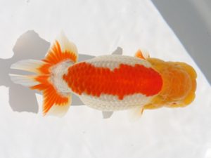 下関観魚会　西大関　中尾晋作　熊蘭会