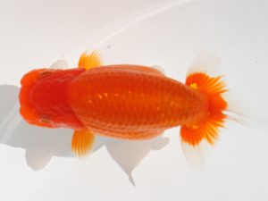 下関観魚会　西取締　穴井龍己　福岡