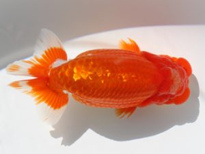 下関観魚会　東大関　久野満美　広島