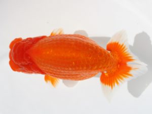 下関観魚会　西大関　赤嶺仲治　東鱗会