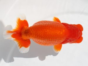 下関観魚会　立行司　中林隆雄　下関