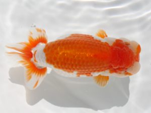 下関観魚会　西取締　大鋸英敏　下関