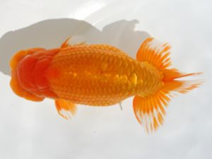 下関観魚会　東大関　田辺文晴　東鱗会