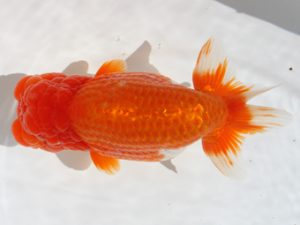 下関観魚会　西大関　赤嶺仲治　東鱗会