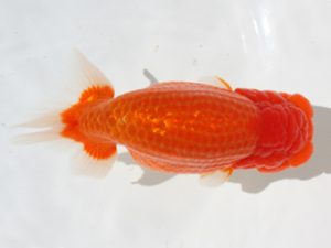 下関観魚会　立行司　釜崎直人　日蘭佐賀