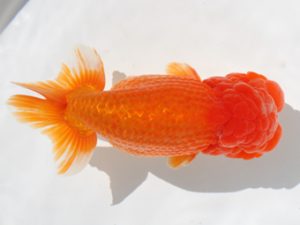 下関観魚会　西取締　湯浅正徳　鳥栖