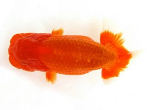 天狗會 東大関 中村健一 さいたま 天狗會 東大関 中村健一 さいたま