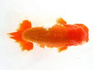 天狗會 西大関 中村健一 さいたま 天狗會 西大関 中村健一 さいたま