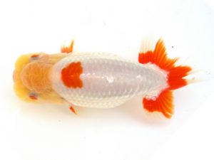 天狗會 立行司 荘司三郎 新宿 天狗會 立行司 荘司三郎 新宿