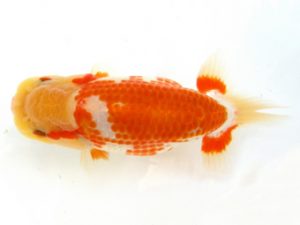 天狗會 取締一 吉岡眞一 瑞穂 天狗會 取締一 吉岡眞一 瑞穂