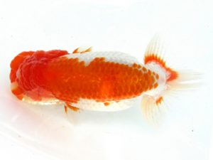 天狗會 取締二 荘司三郎 新宿 天狗會 取締二 荘司三郎 新宿