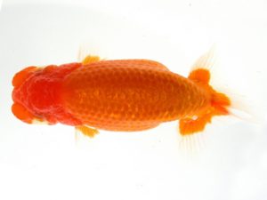 天狗會 東大関 青木三吉 青梅 天狗會 東大関 青木三吉 青梅