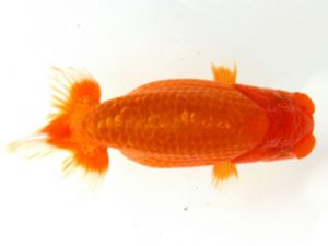 天狗會 西大関 一戸勇三 前橋 天狗會 西大関 一戸勇三 前橋