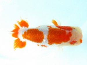 天狗會 取締一 中村健一 さいたま 天狗會 取締一 中村健一 さいたま