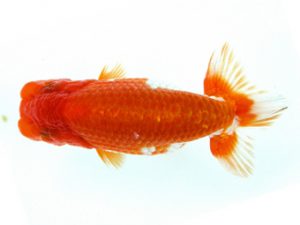 天狗會 取締二 青木三吉 青梅 天狗會 取締二 青木三吉 青梅