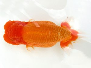 天狗會 東大関 荘司三郎 新宿 天狗會 東大関 荘司三郎 新宿