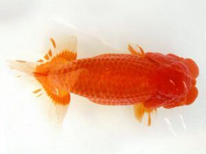 天狗會 西大関 青木三吉 青梅 天狗會 西大関 青木三吉 青梅