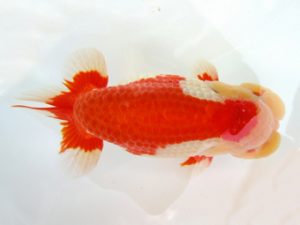 天狗會 立行司 今井孝徳 川越 天狗會 立行司 今井孝徳 川越