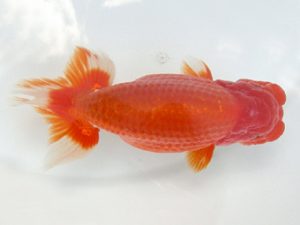 天狗會 取締一 青木三吉 青梅 天狗會 取締一 青木三吉 青梅