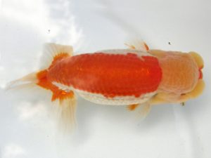 天狗會 取締二 町田 伸 鶴ヶ島 天狗會 取締二 町田 伸 鶴ヶ島