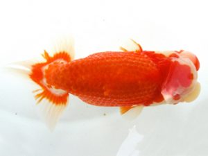 天狗會 東大関 今井孝徳 川越 天狗會 東大関 今井孝徳 川越