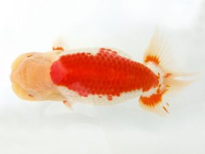 天狗會 西大関 青木三吉 青梅 天狗會 西大関 青木三吉 青梅