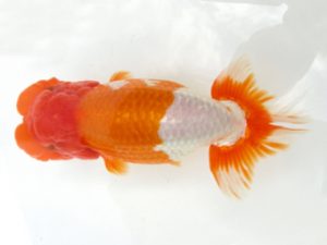 天狗會 立行司 中村芳雄 松伏 天狗會 立行司 中村芳雄 松伏