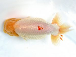 天狗會 取締二 奥住俊克 日野 天狗會 取締二 奥住俊克 日野