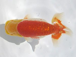 常滑らんちう愛好会　西大関　磯村則之　武豊