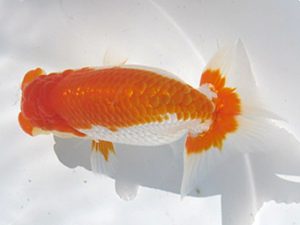 常滑らんちう愛好会　立行司　十河哲也　武豊