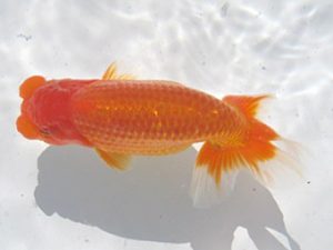 常滑らんちう愛好会　東取締　田中　宏　武豊