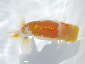 常滑らんちう愛好会　西取締　石井孝明　常滑