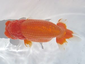 常滑らんちう愛好会　東大関　十河哲也　武豊